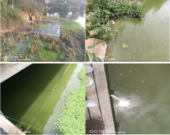 蕪湖西洋湖水體治理工程